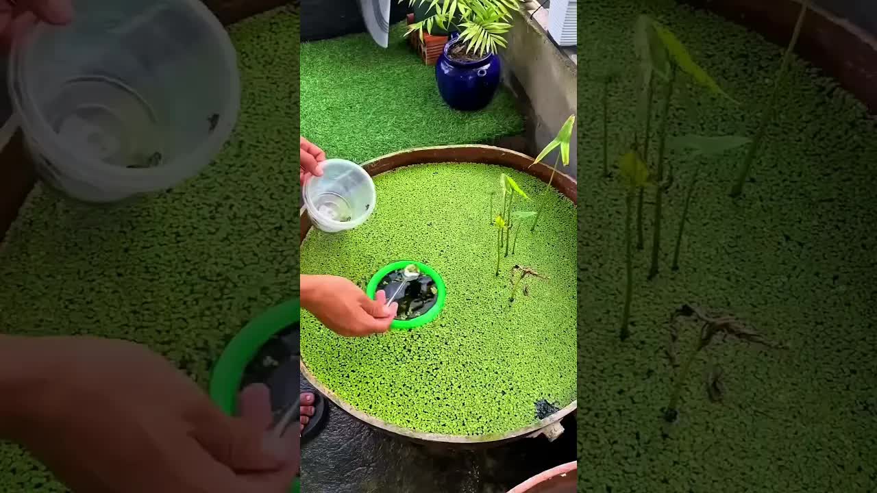 ولد نظف حوض السمك وبنى بيت صغير للسمك