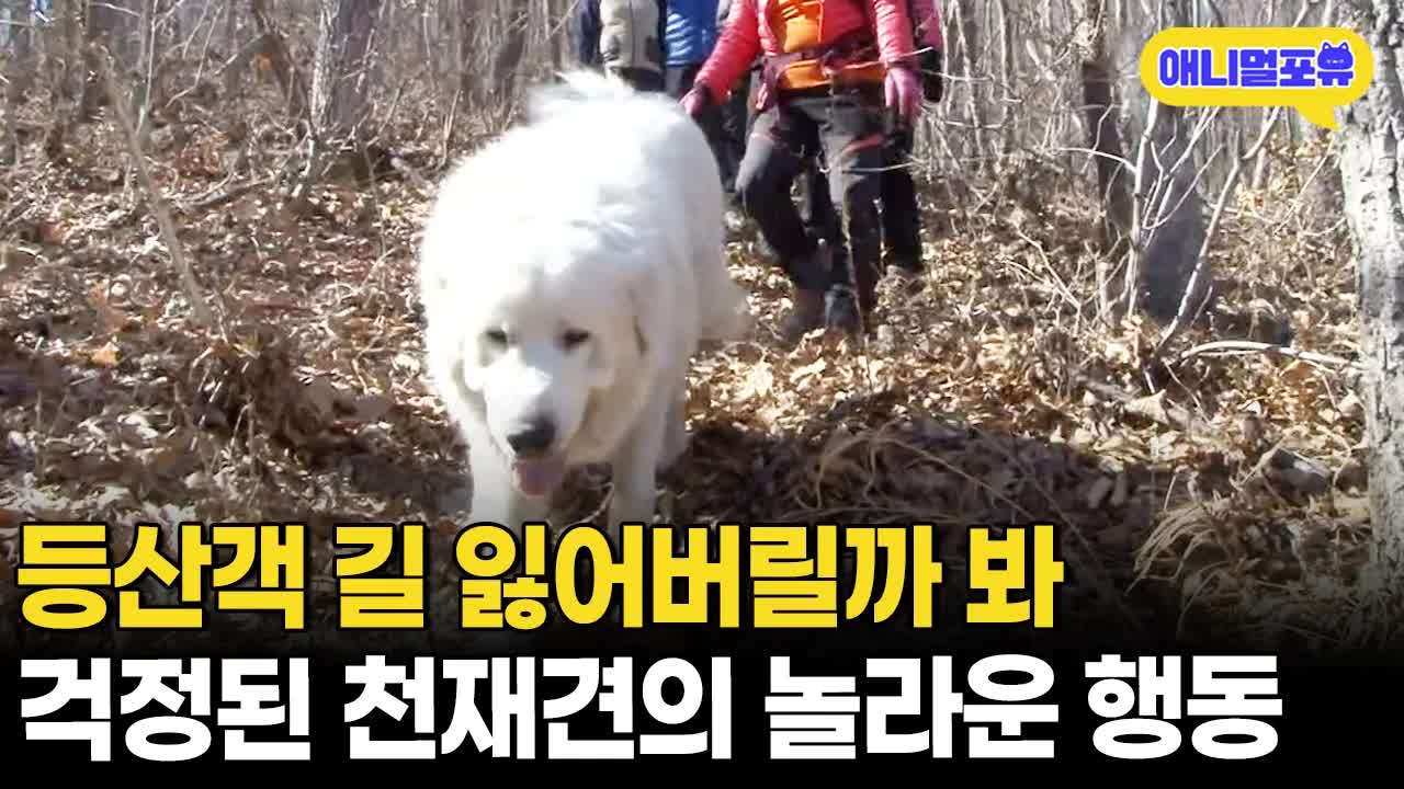 산행 길잡이 순대, 천재 안내견의 하루