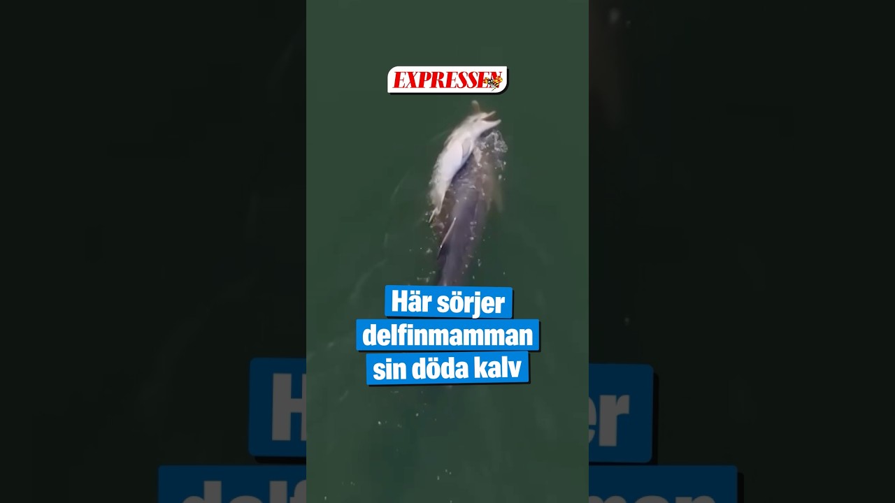 Sörjande delfin bär runt sin döda kalv