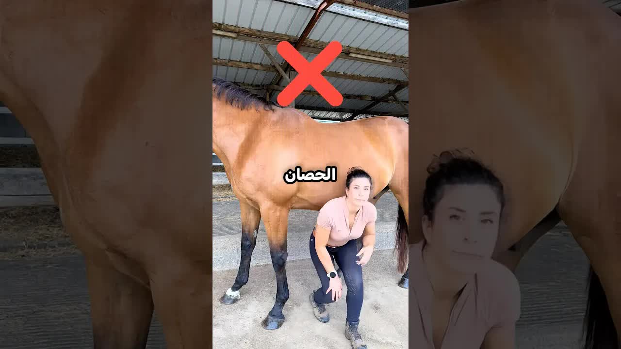 لا تفعل هذا مع الحصان