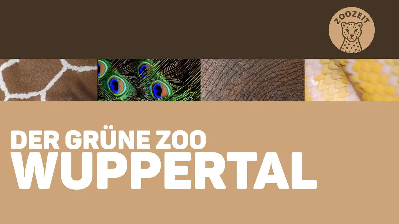 Besuch im Grünen Zoo Wuppertal: Tierarten und Kritik