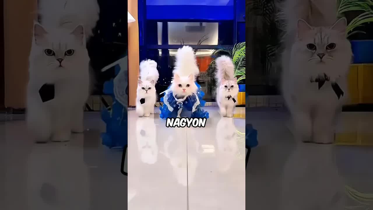 Milyen színű a te macskád?