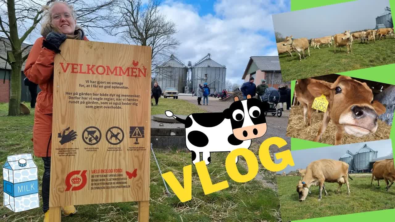 Besøg på Økodag med køer og Squishy Bamse