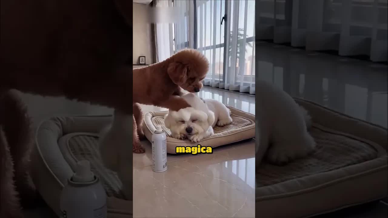 Vendetta con la schiuma magica sui capelli