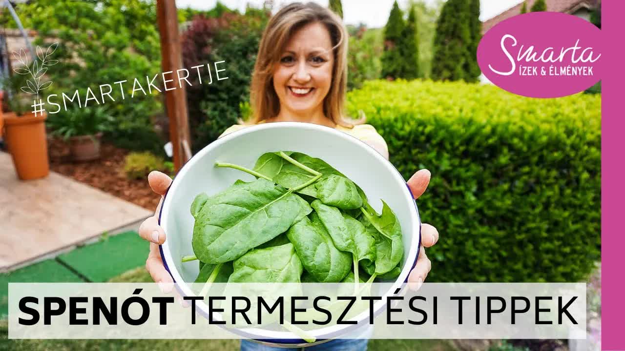 Spenót termesztése otthon egyszerűen