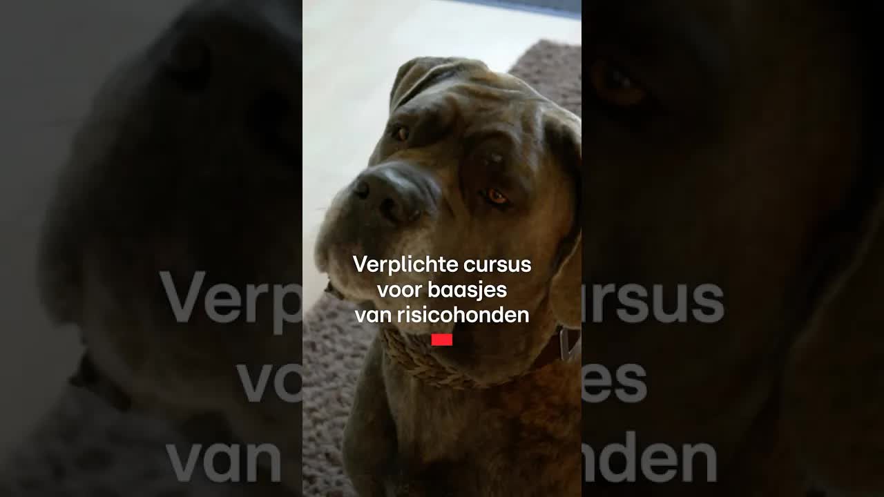 Verplichte cursus voor baasjes van risicohonden