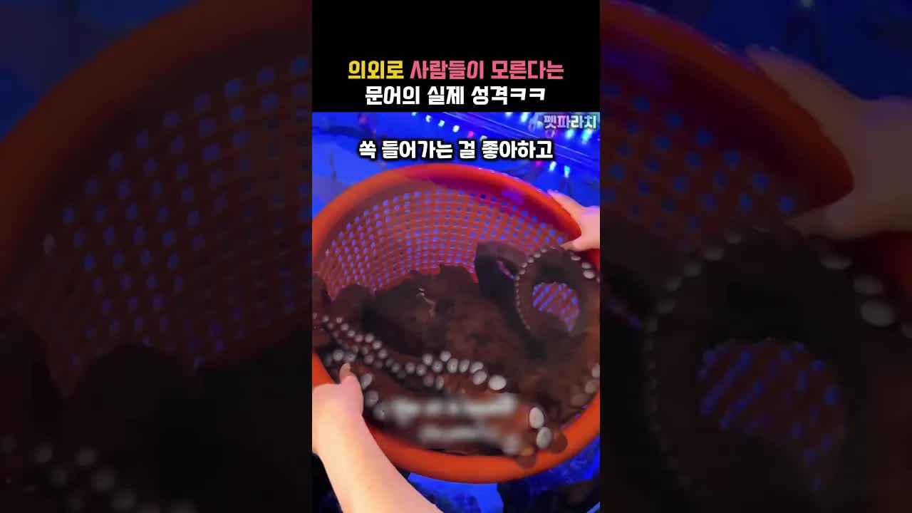 애교 많고 장난기 넘치는 문어의 일상