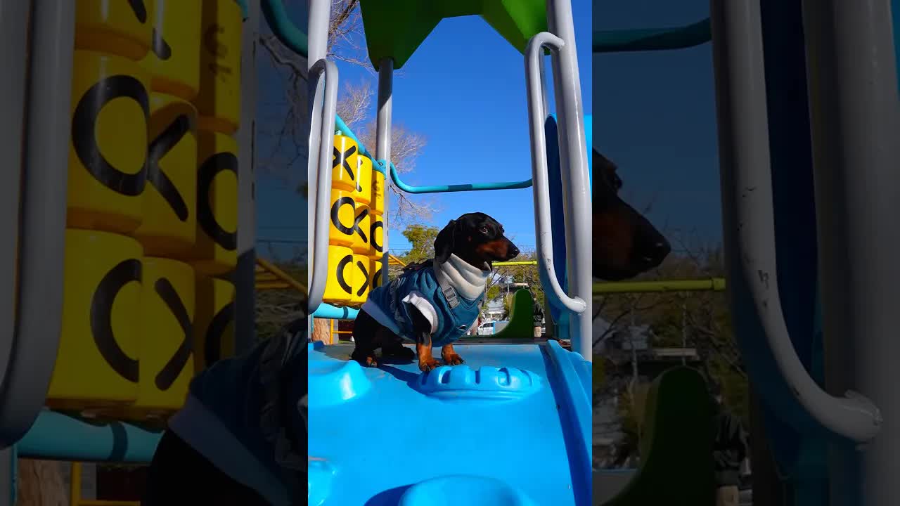 Mi perrito se perdió en el parque