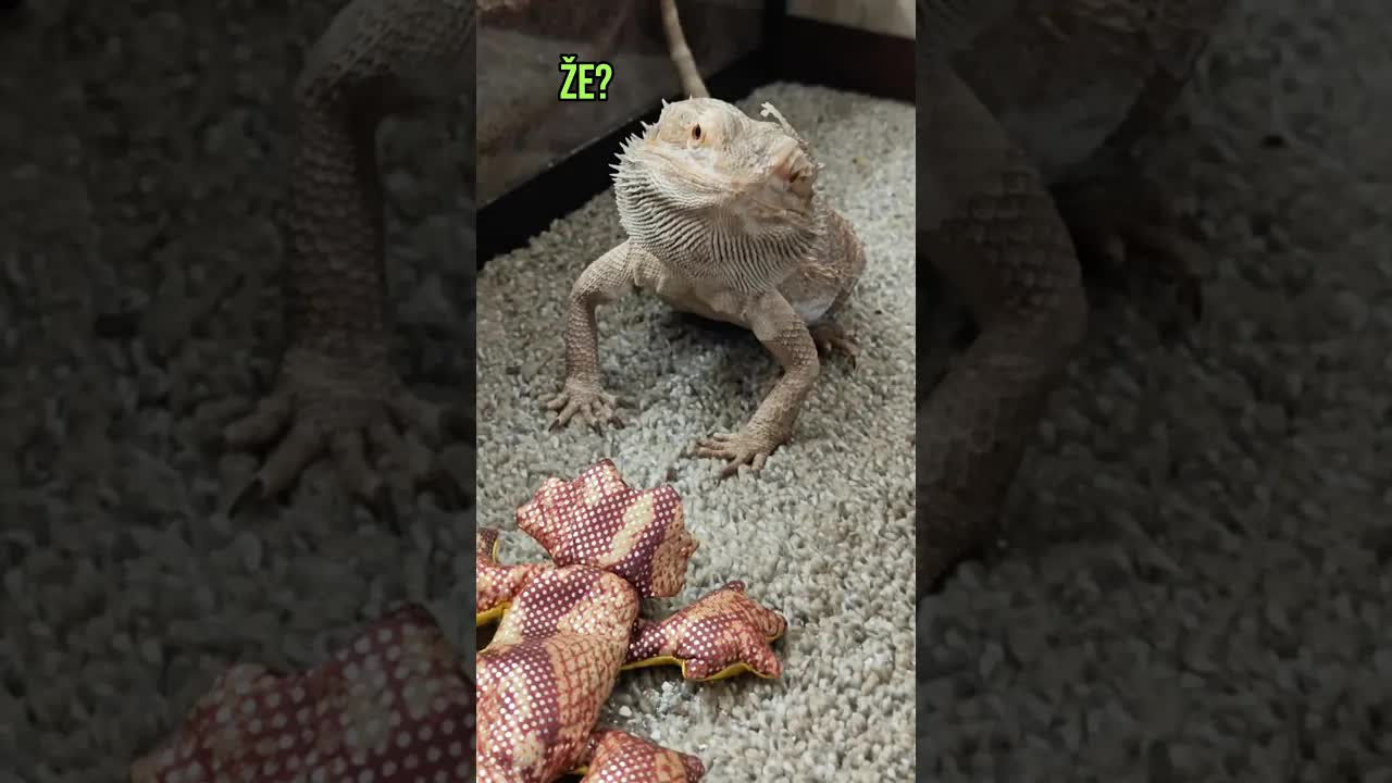 Nový kamarád a vtipný outfit
