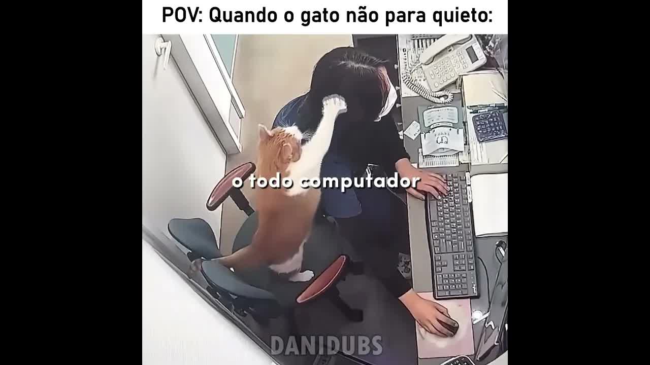 O gato bagunceiro e a fome do dono