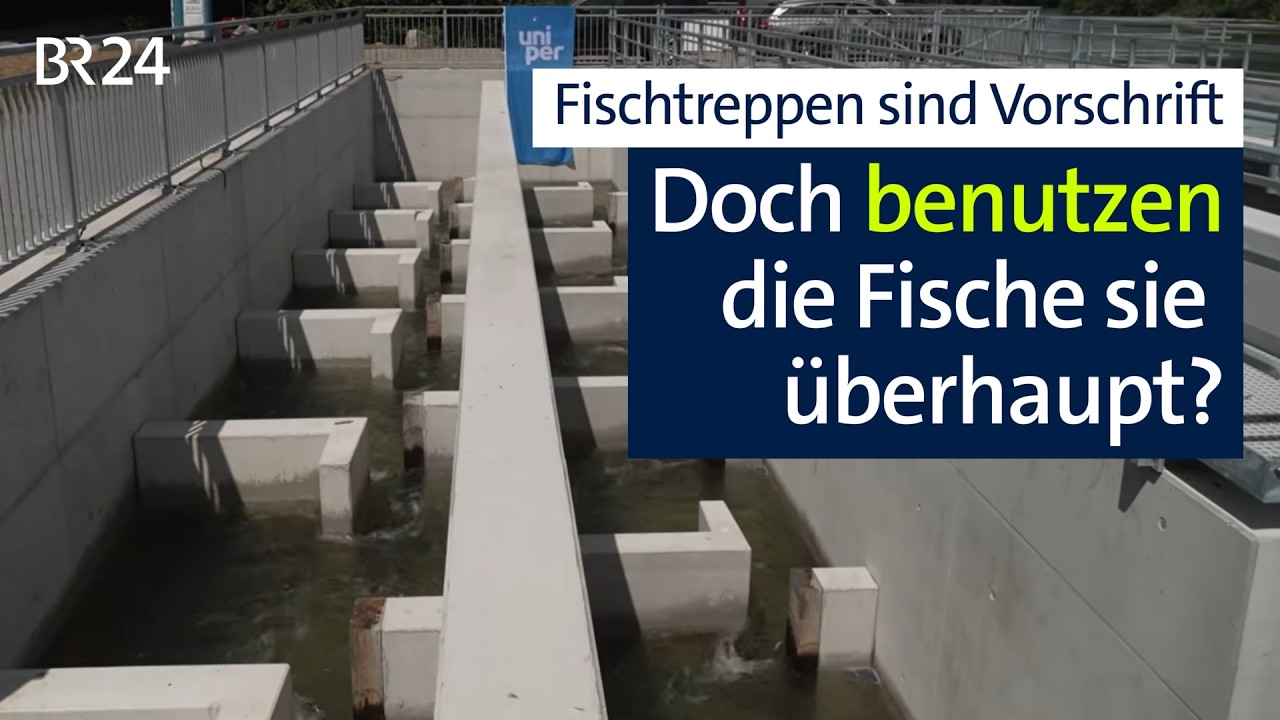 Fischtreppe am Lech: 8 Millionen für den Artenschutz