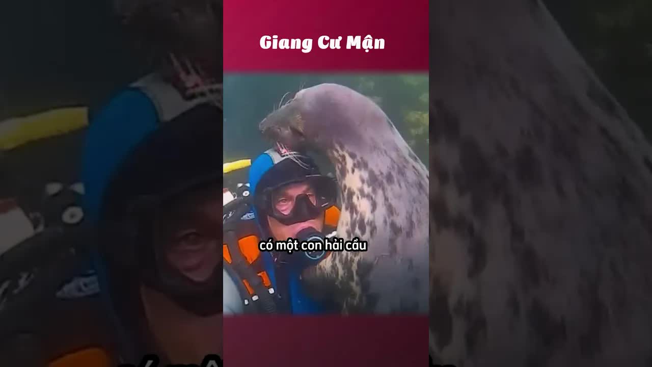 Hải cẩu cố gắng kéo người đàn ông lên bờ