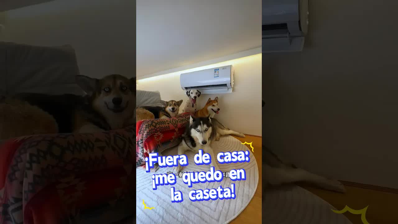 Intentando dormir en la caseta del perro