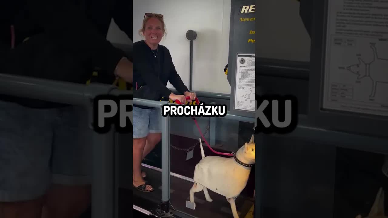 Herní automat vtipující o procházkách s psem
