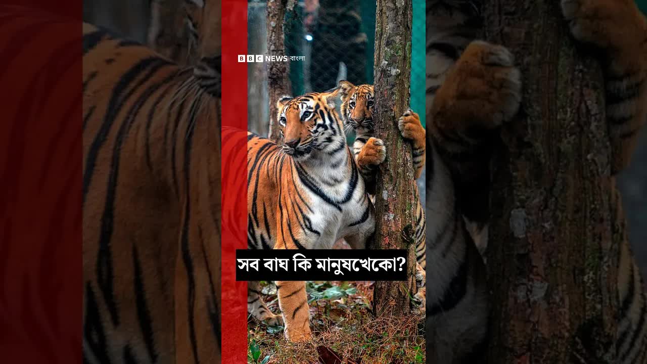 বাঘ কি সত্যিই মানুষ খায়?
