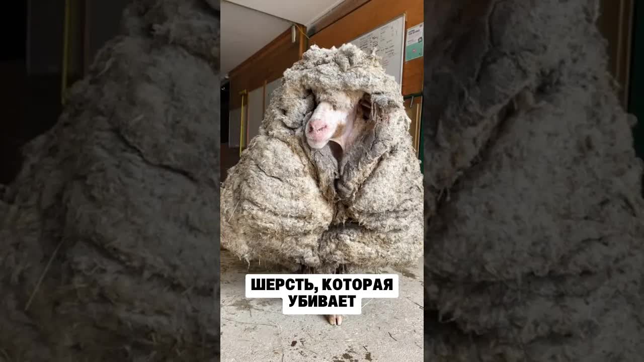 Почему овец нужно стричь регулярно