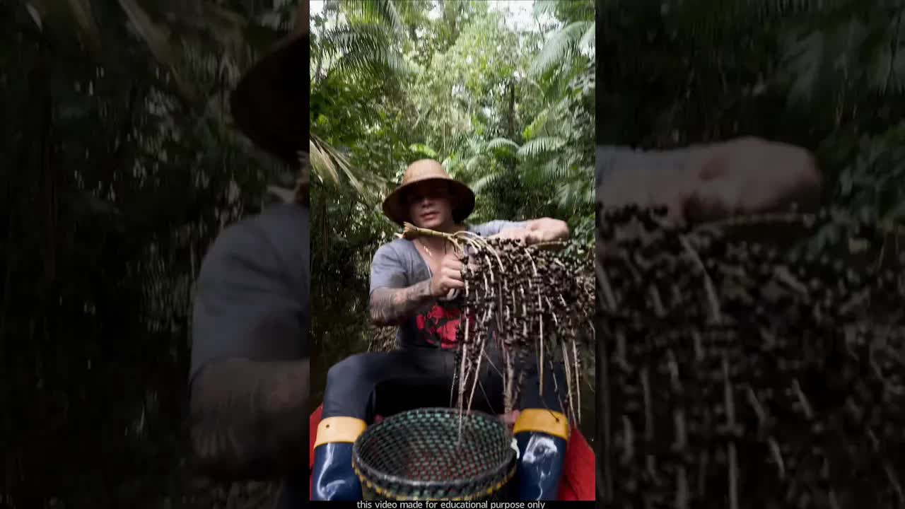 আমাজন জঙ্গলে আসাইবেরি ফল সংগ্রহ