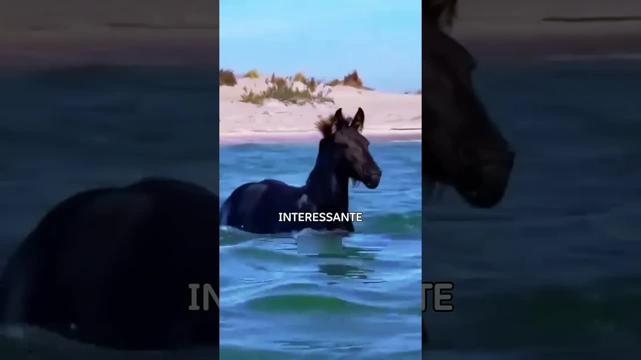 Cavalo entra no mar pela primeira vez