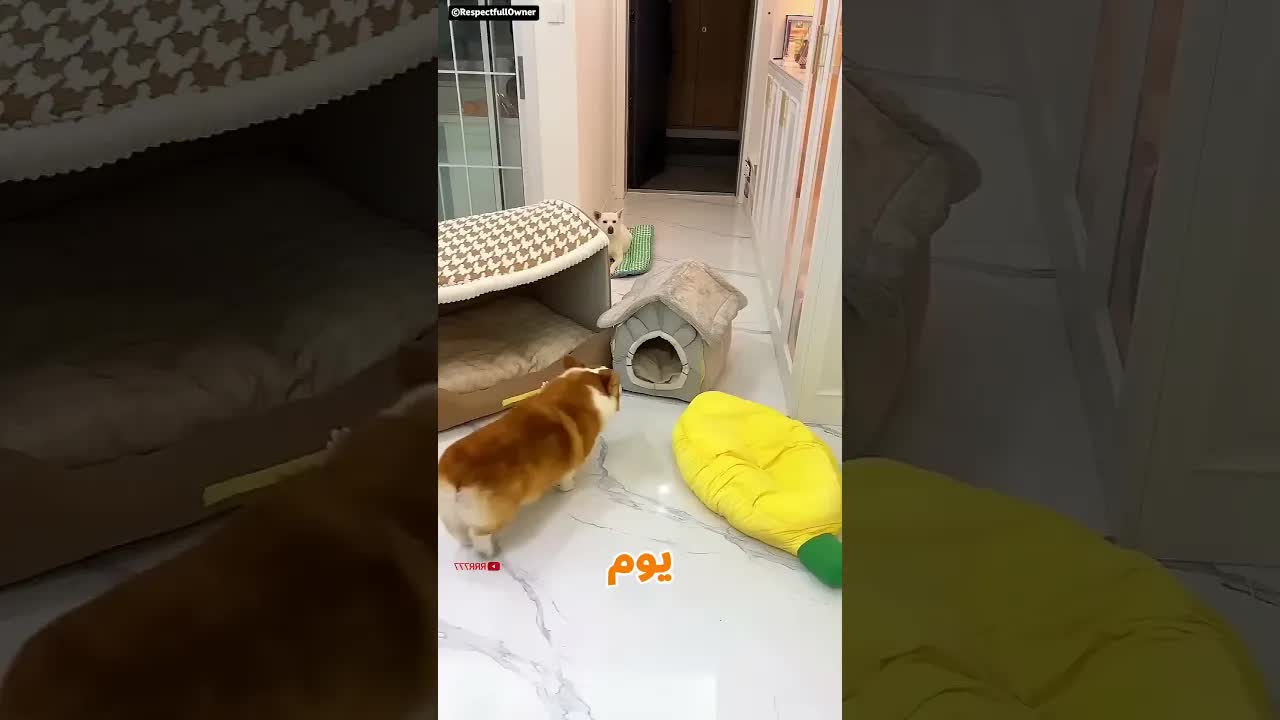 الكلب الصغير وبيته الضيق