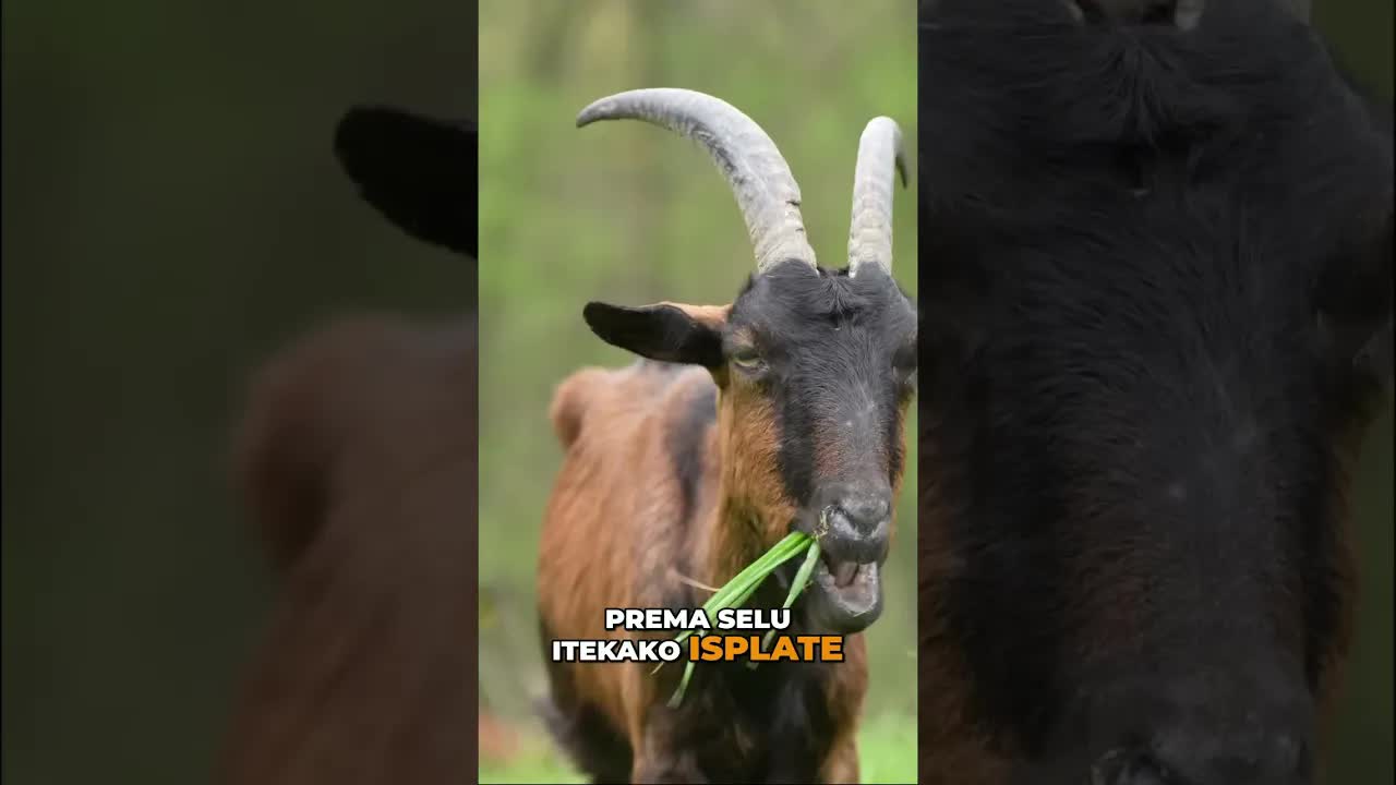 Branko napušta grad za život na selu