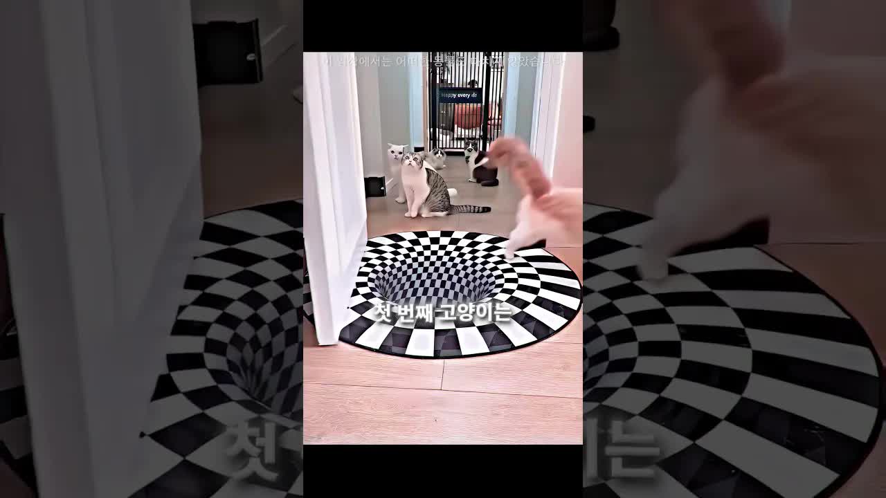 가짜 3D 구멍에 대한 고양이들의 다양한 반응