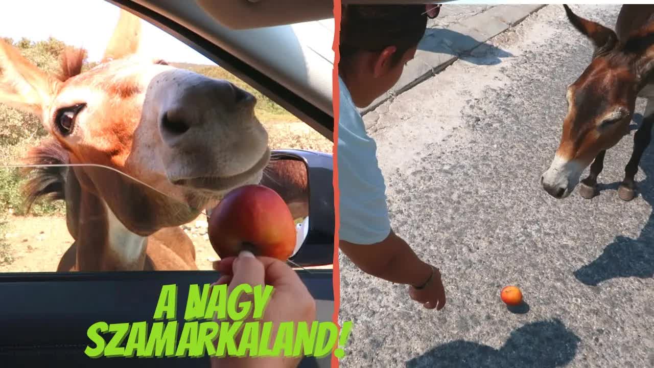 Nagy szamárkalandozás Ciprus partján