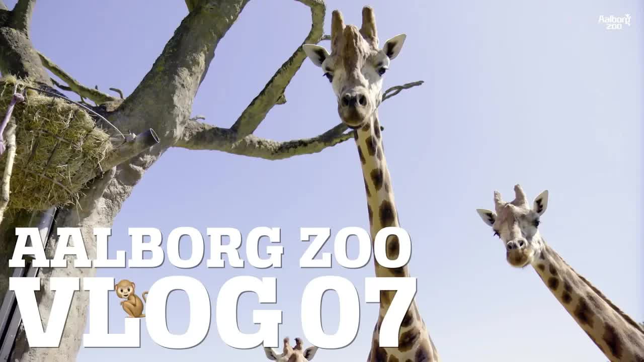 Tigerunger og aber i Aalborg Zoo vlog