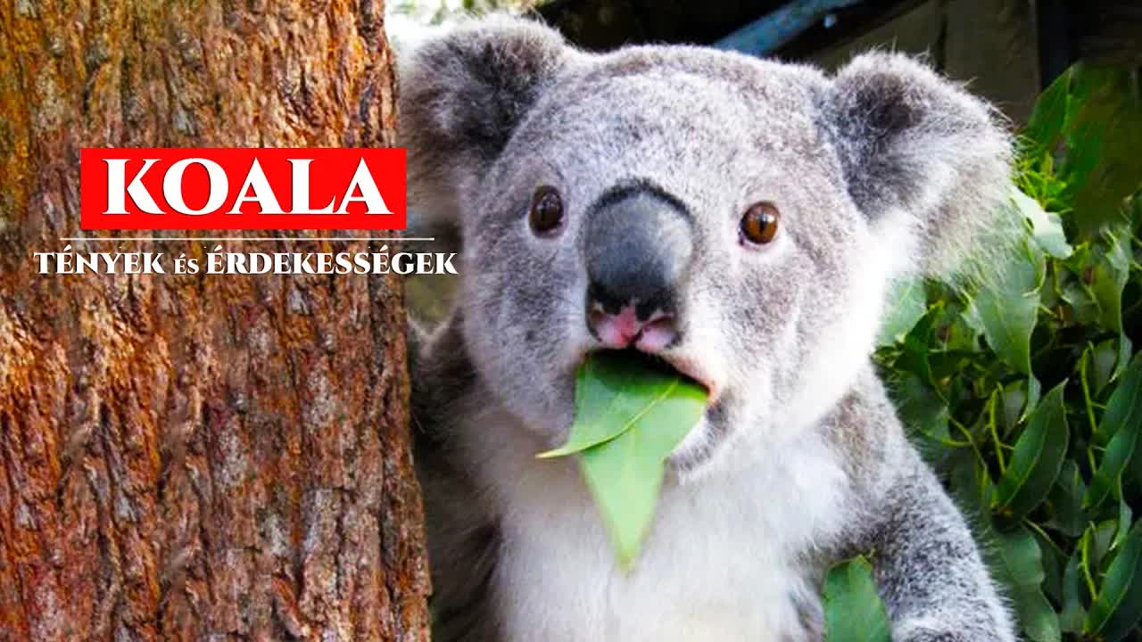 Érdekességek a koalákról, amiket talán nem tudtál