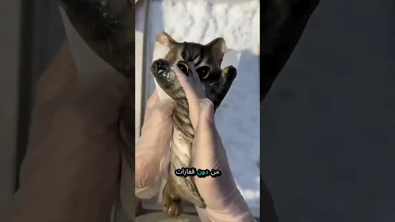 سر غموض لعبة القطط الصينية لزجة