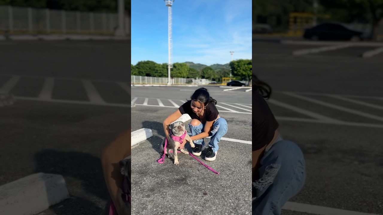 Adoptando un perrito callejero por likes