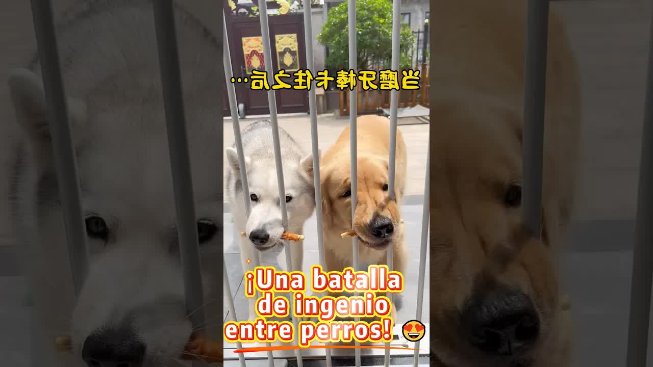 El perrito más inteligente del mundo