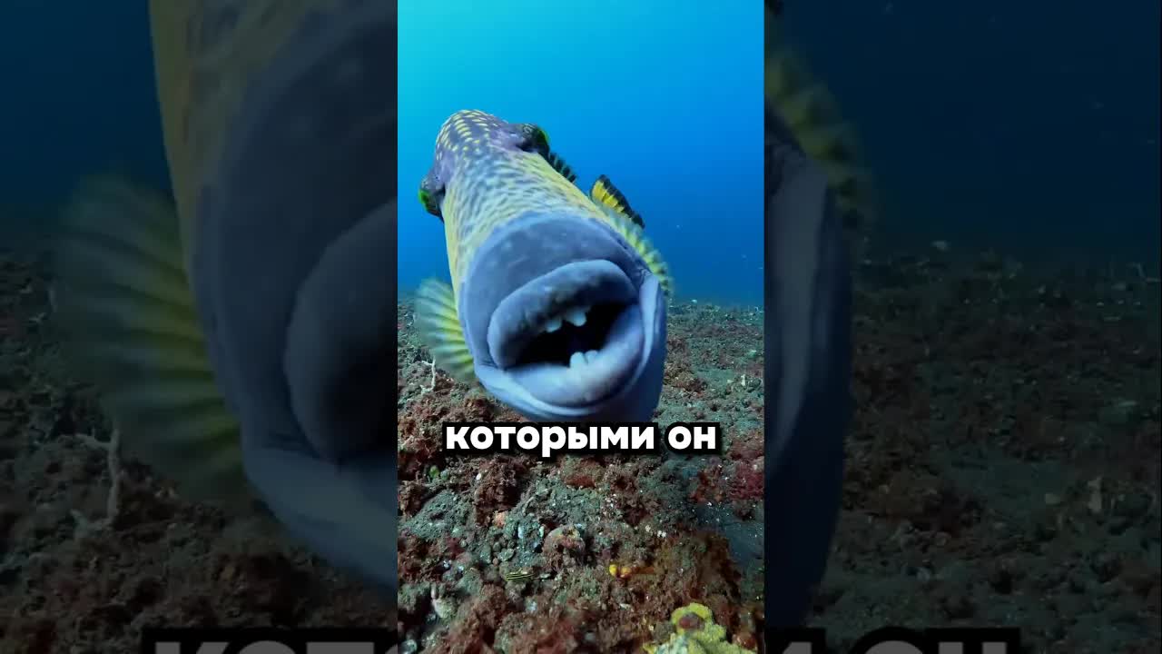 Опасная рыба-хирург: почему она атакует дайверов