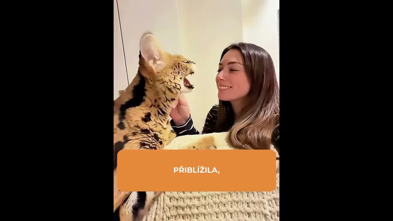 Agresivní serval se zamiloval do své majitelky