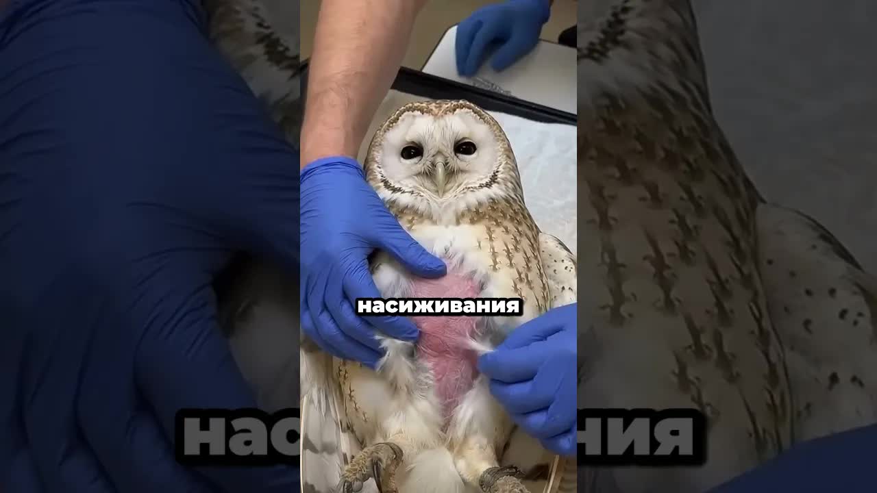 Почему у птиц лысое пятно на животе?