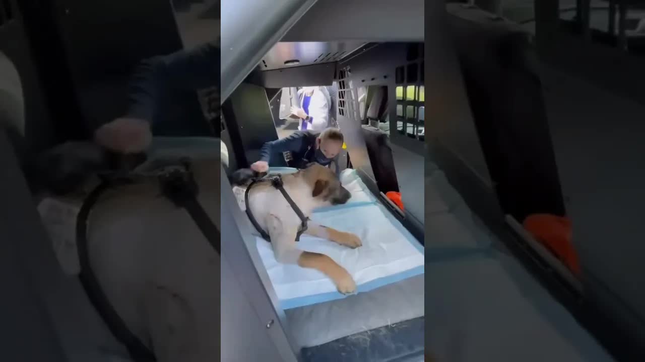 Polizeihund wird in den Ruhestand verabschiedet