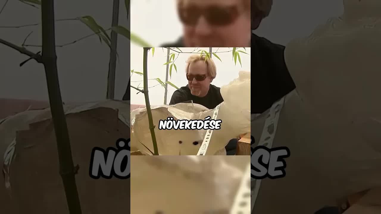Átnőhet a bambusz az emberi testen?