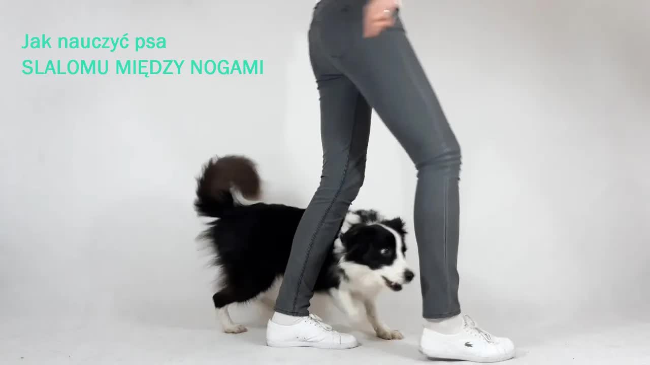 Jak nauczyć psa slalomu między nogami