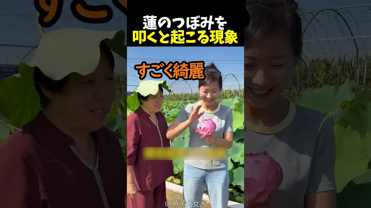 蓮の花が叩くだけで開花する理由