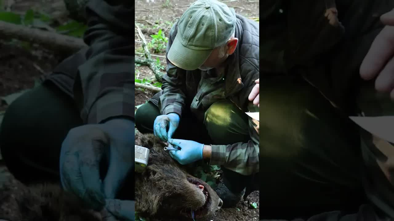 Kako pratimo i pregledamo medvede u divljini
