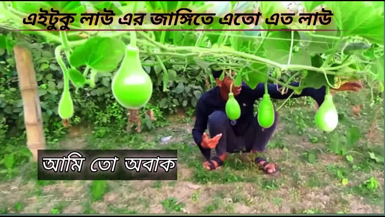বাড়ির জমিতে লাউ আর আলু চাষের গল্প
