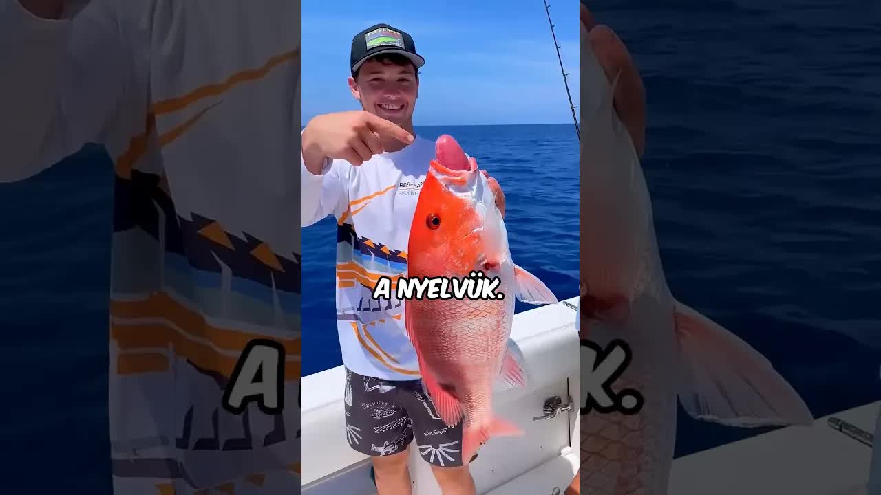 Miért tűnik úgy, mintha a halak kiölnék a nyelvüket?