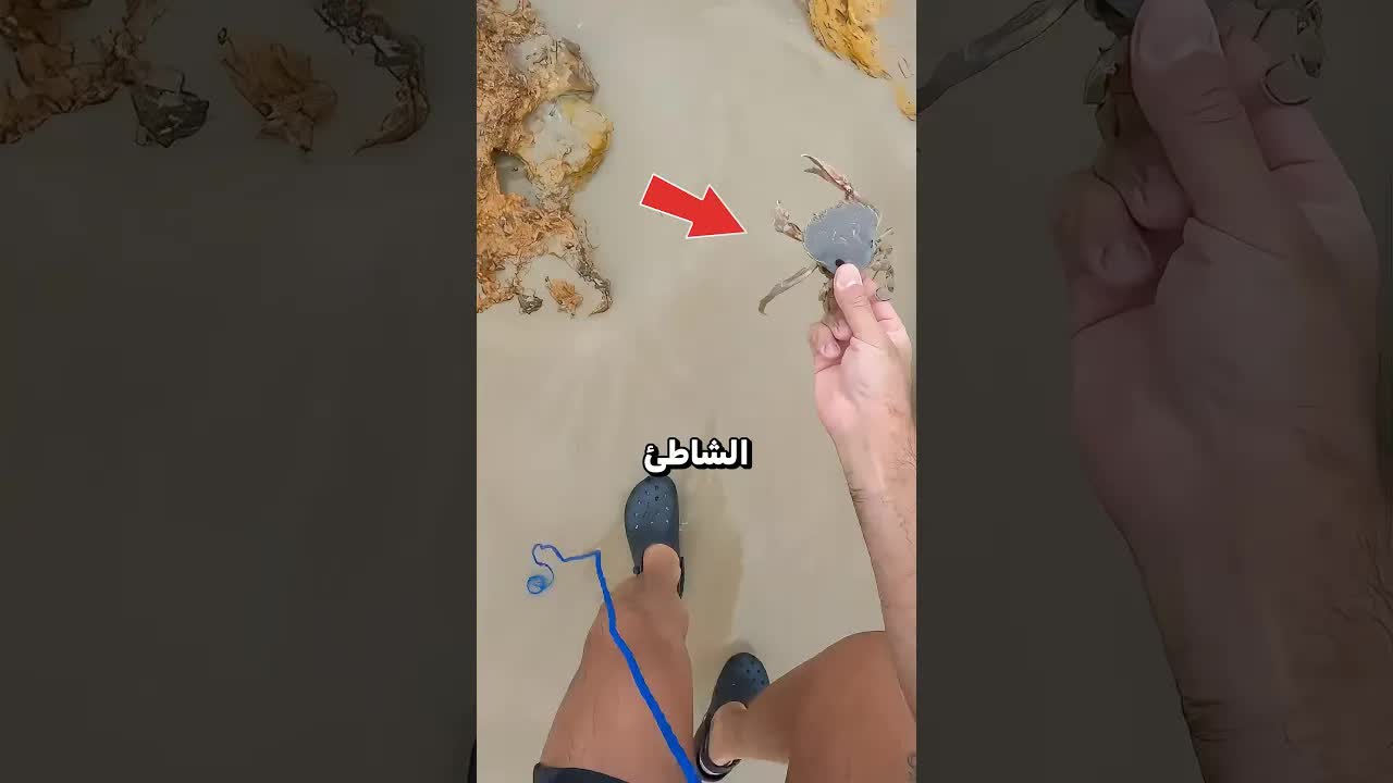 هذا الكائن يختبئ تحت الرمال وينتظر ضحيته