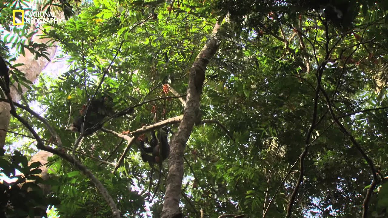 Bonobos: la sociedad matriarcal y pacífica