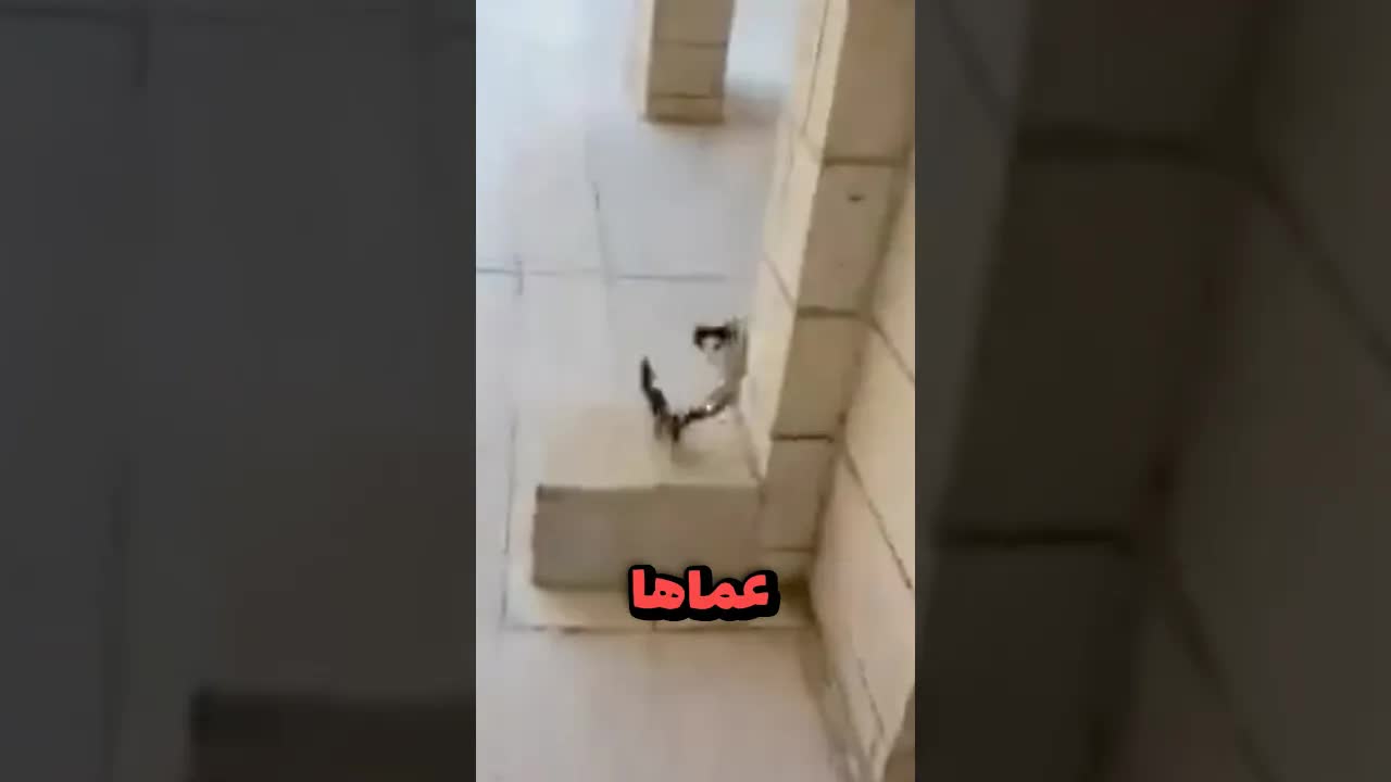 محاولة إنقاذ فرخ طائر من العش