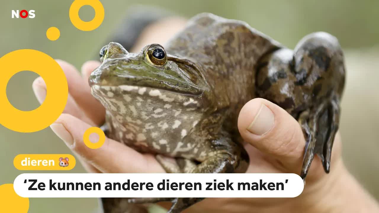 Zorgen over Amerikaanse stierkikker in Nederland