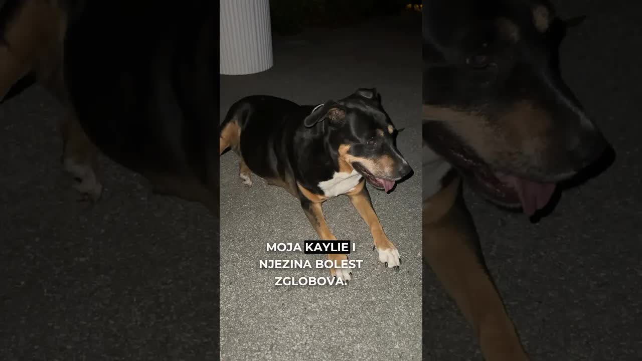 Iskustvo s bolešću zglobova moje kujice Kaylie