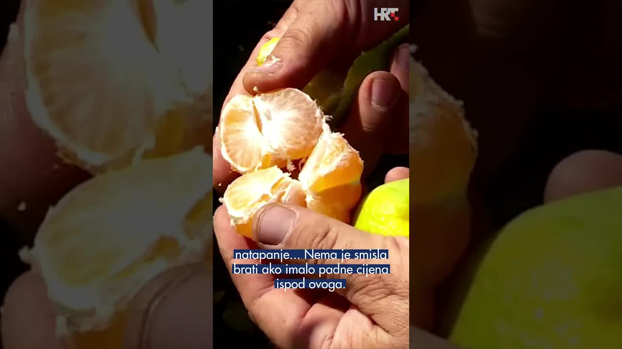 Berba mandarina u dolini Neretve