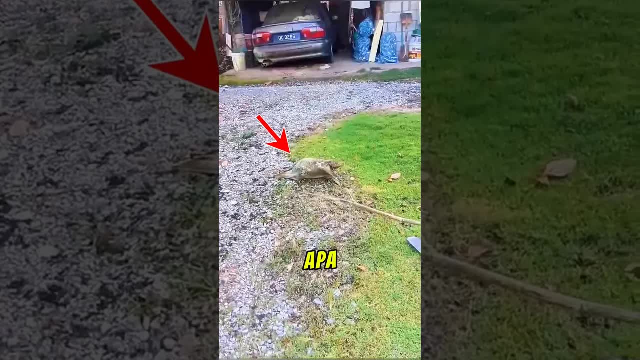 Kubung: Haiwan Unik Asia Tenggara