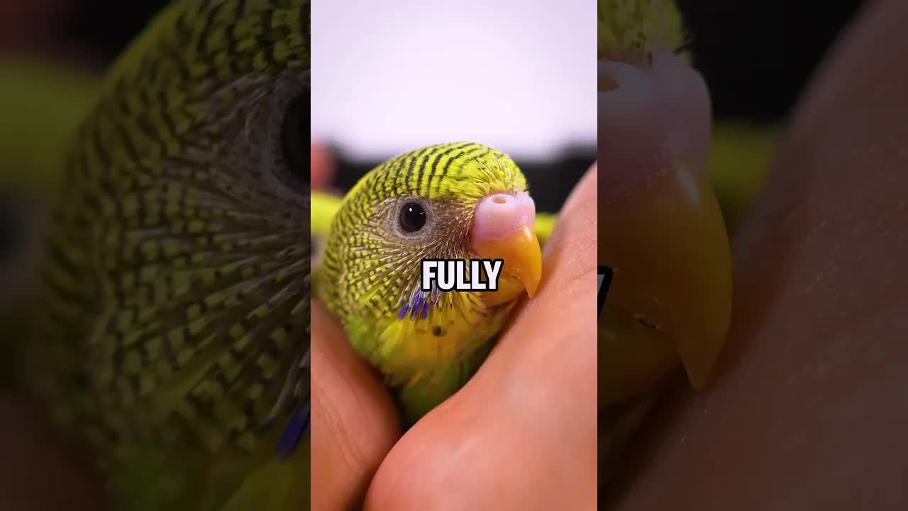 Baby Budgie Growth Stages Explained