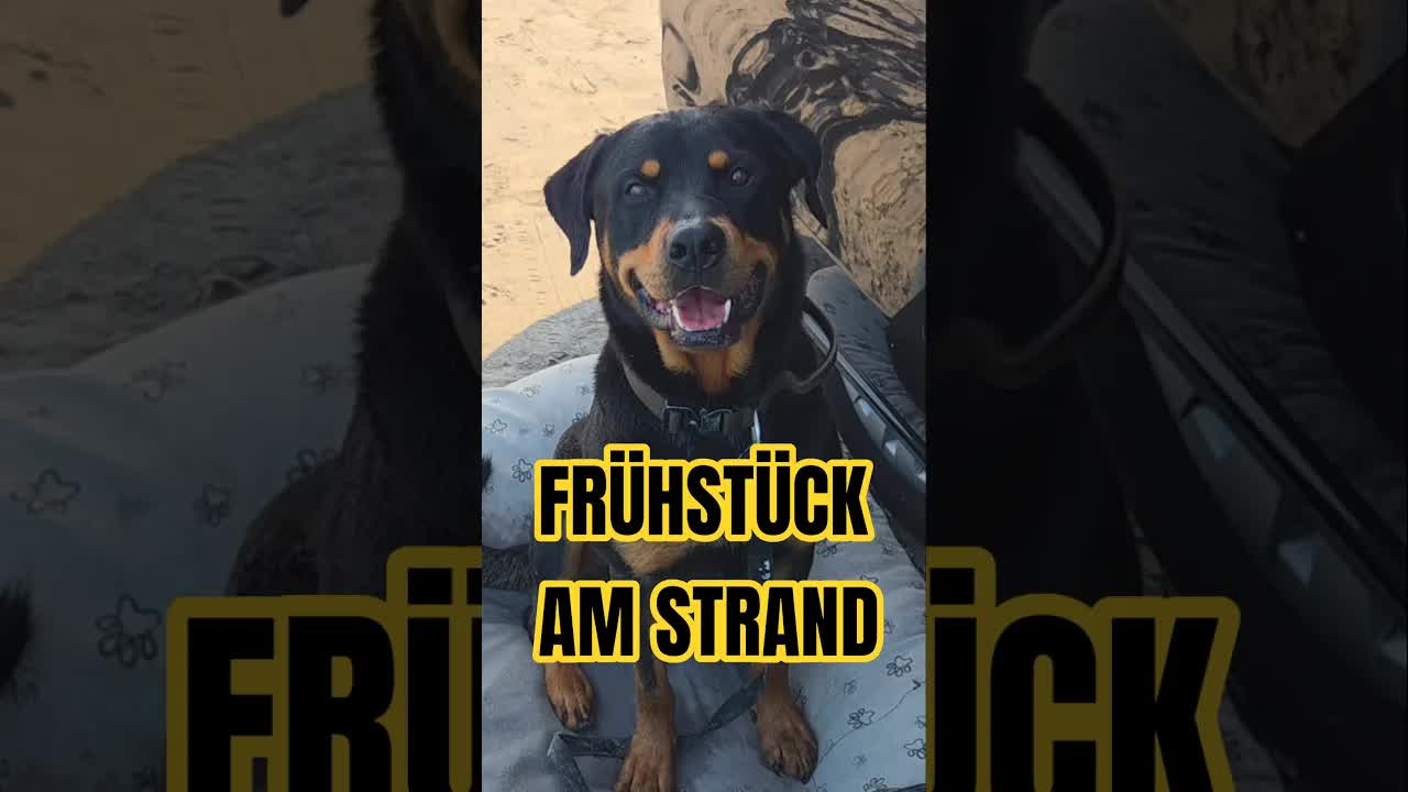Frühstück am Strand mit Hund in Dänemark